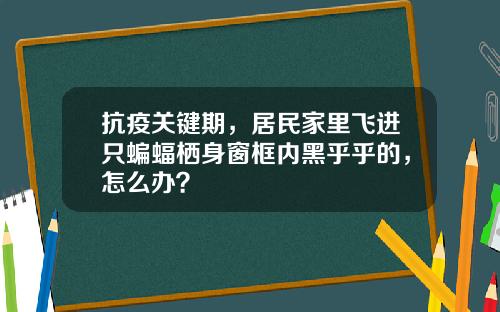 抗疫关键期,居民家里飞进只蝙蝠栖身窗框内黑乎乎的,怎么办?